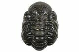 Long Partially Enrolled Austerops Trilobite - Morocco #296589-2